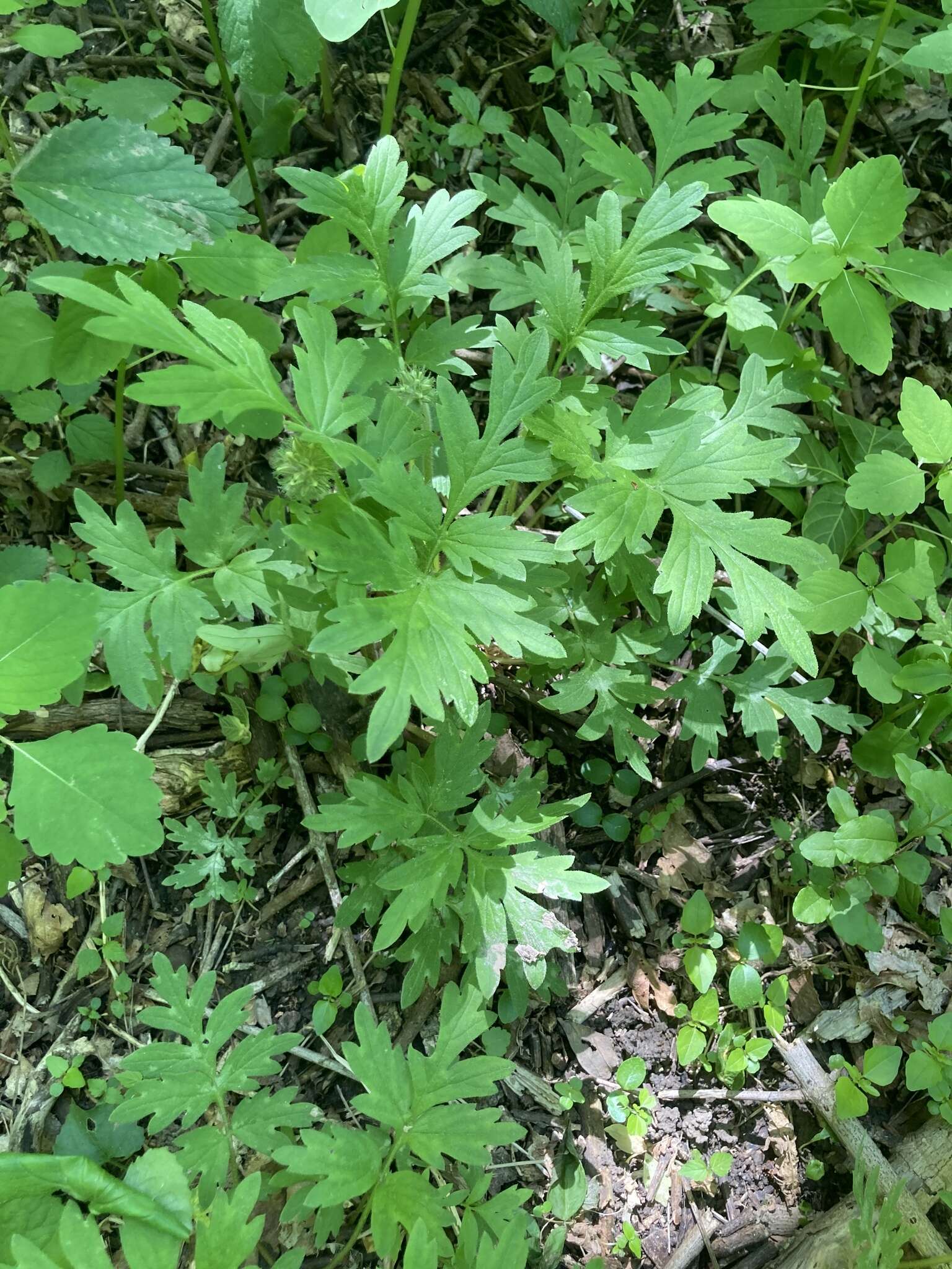 Image of Brown's waterleaf