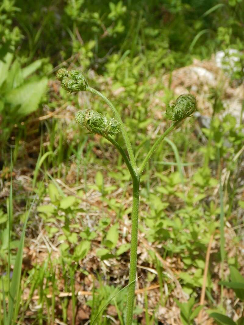 Image of Pteridium latiusculum subsp. japonicum (Nakai) Fraser-Jenkins