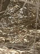 Image of Bluntnose Leopard Lizard