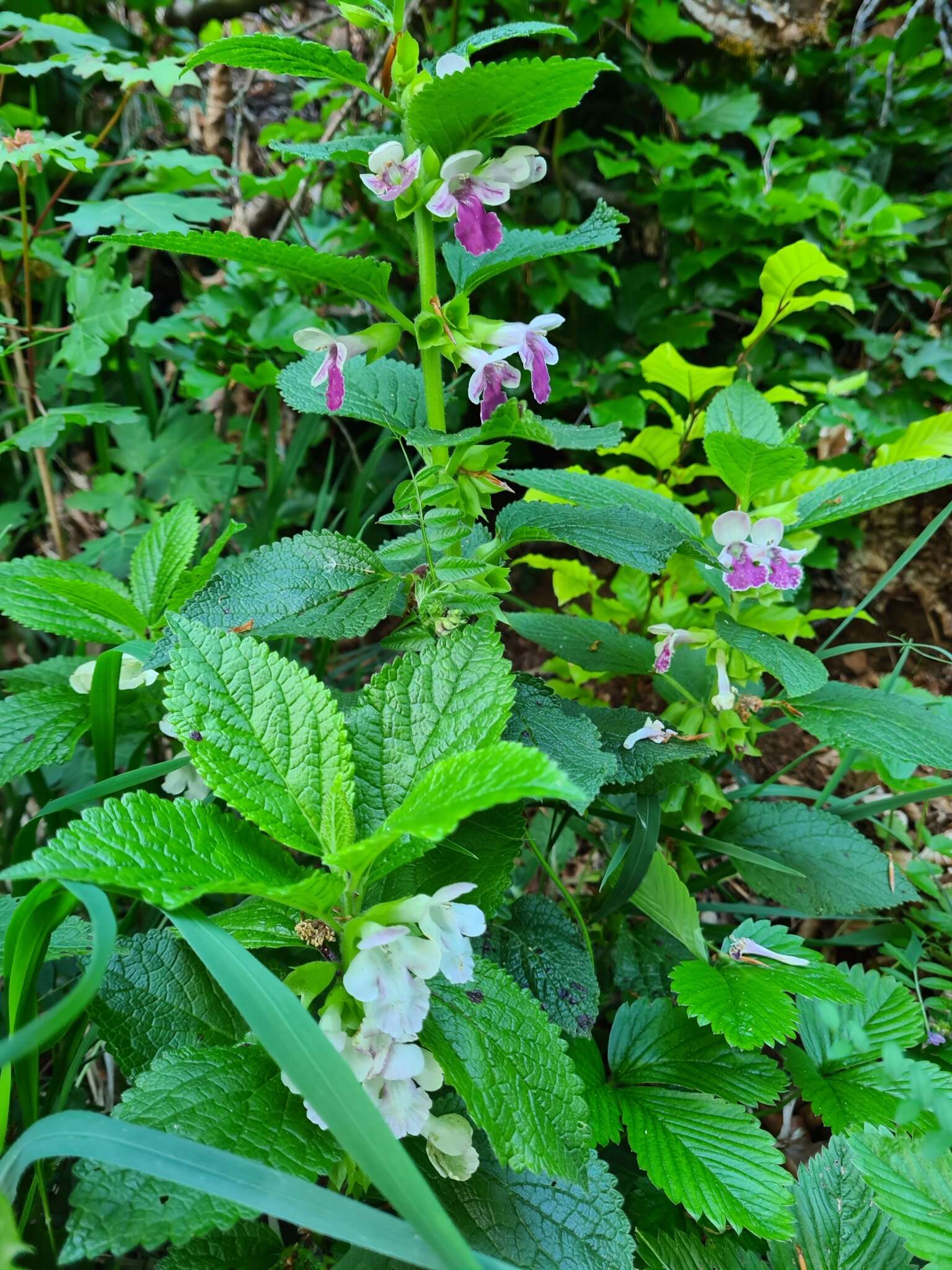 Imagem de Melittis melissophyllum subsp. melissophyllum