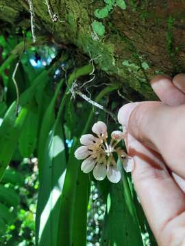 Image of Bulbophyllum andersonii (Hook. fil.) J. J. Sm.