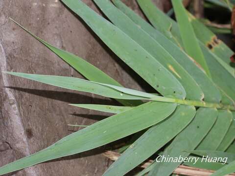 Image of Arundo formosana Hack.