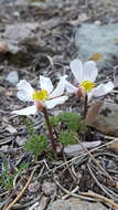 Слика од Ranunculus andersonii A. Gray