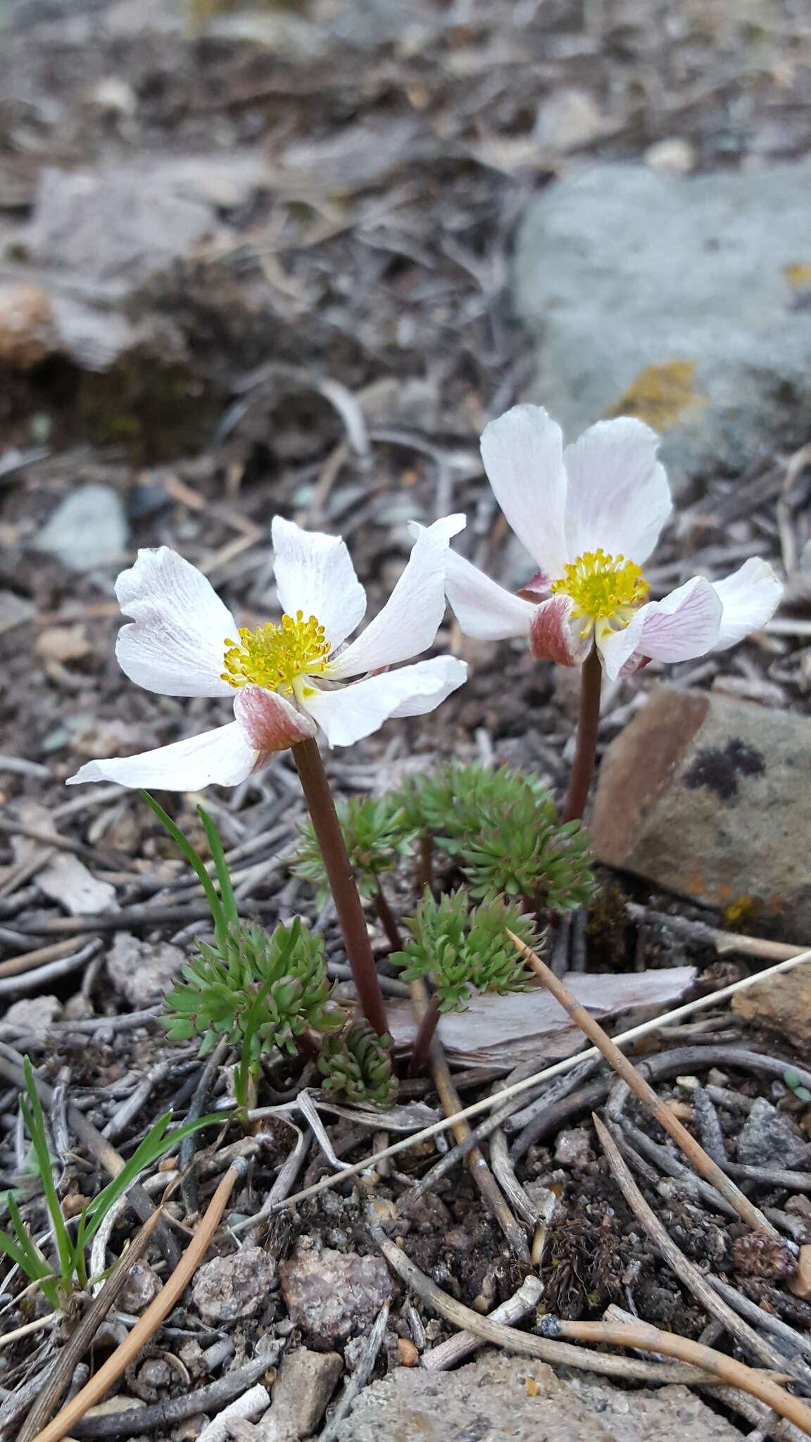 Слика од Ranunculus andersonii A. Gray