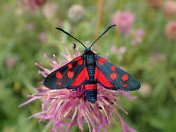 Imagem de Zygaena ephialtes Linnaeus 1767