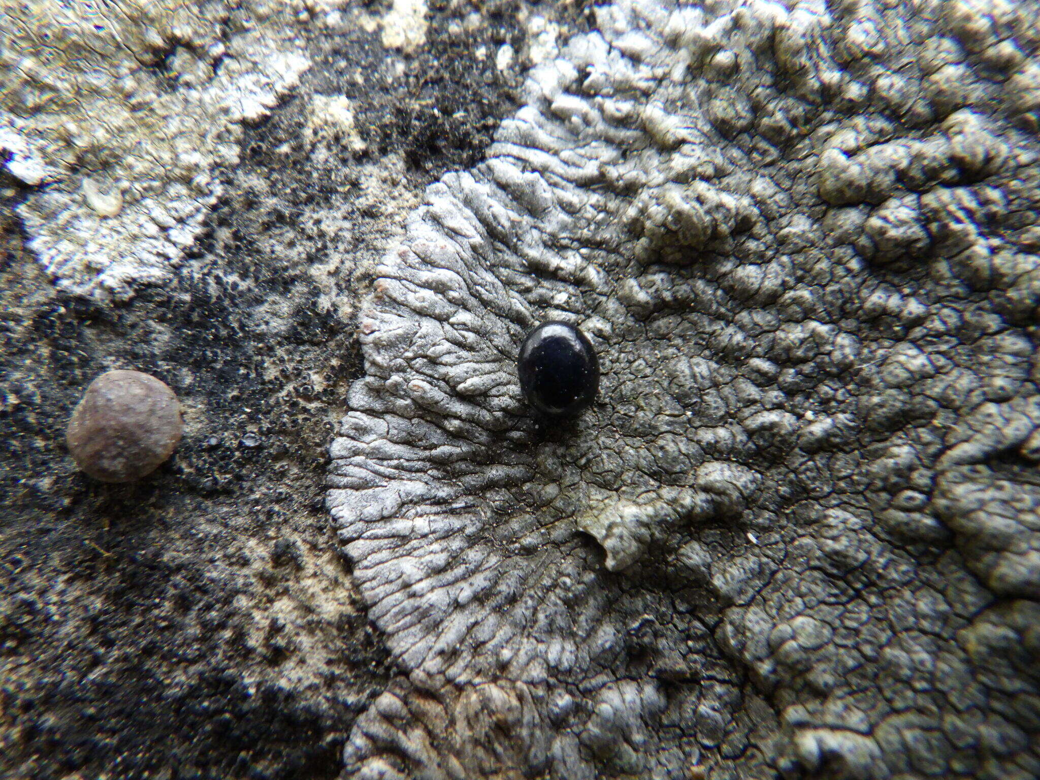 Image of Lobothallia radiosa (Hoffm.) Hafellner