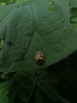 Image of Coptocycla (Psalidonota) leprosa (Boheman 1855)