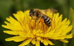 Image of Andrena gravida Imhoff 1832