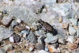 Image of Twelve-spotted Tiger Beetle