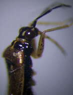 Dicyphus globulifer (Fallen 1829)的圖片