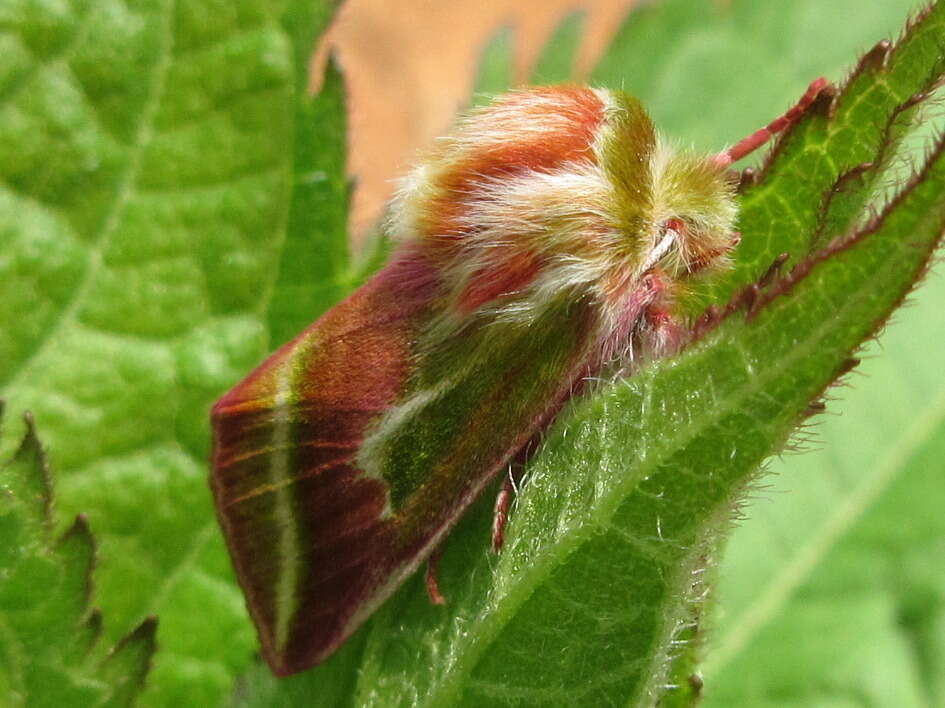 Pseudoips sylpha Butler 1879的圖片