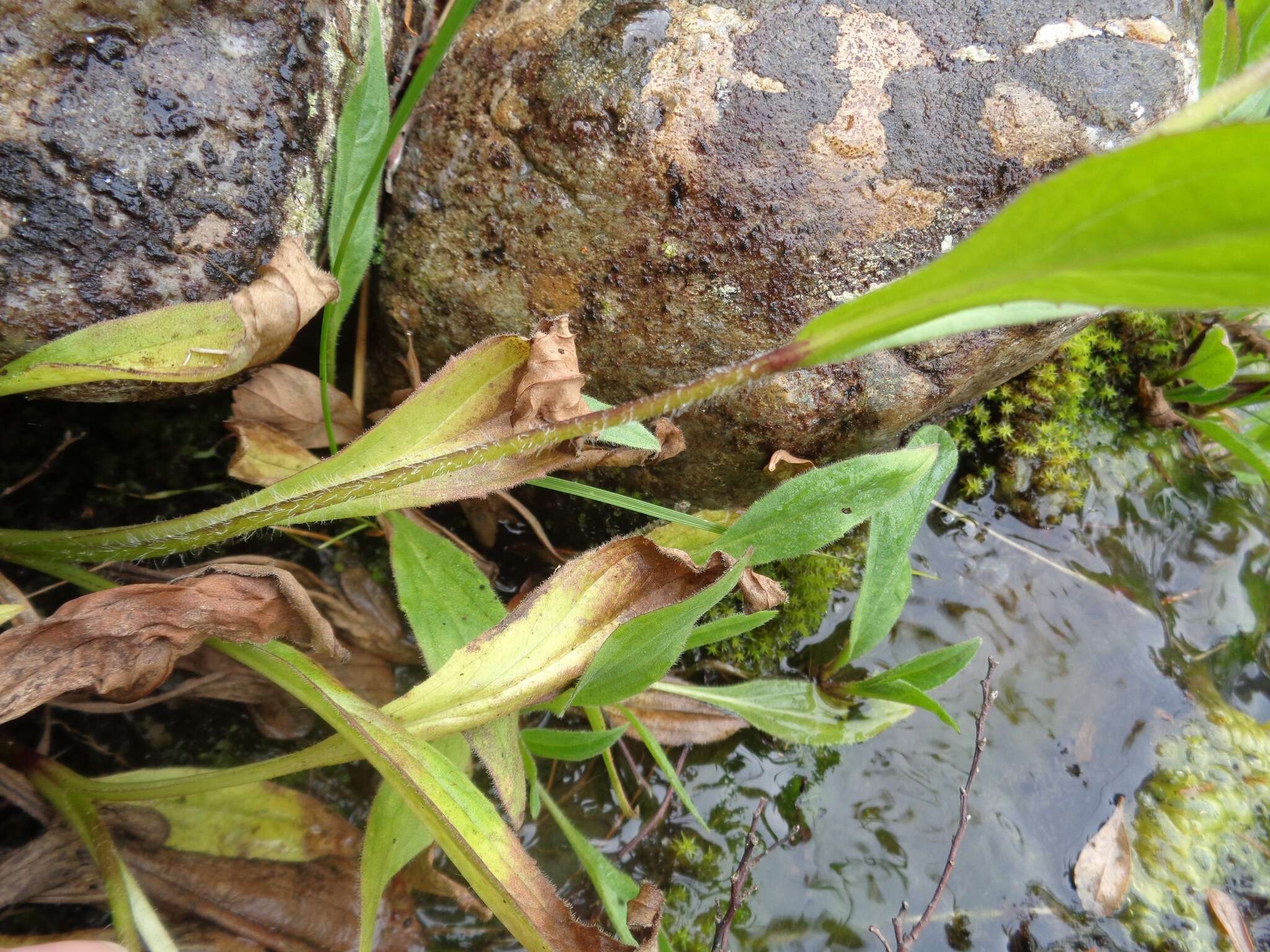 Image of Arnica lanceolata subsp. lanceolata