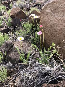 Image of running fleabane