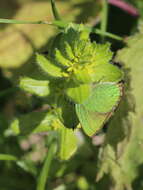 Plancia ëd Callophrys rubi (Linnaeus 1758)