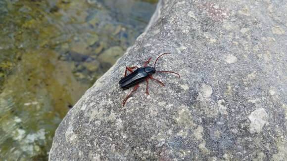 Image of Elateropsis lineatus (Linné 1758)