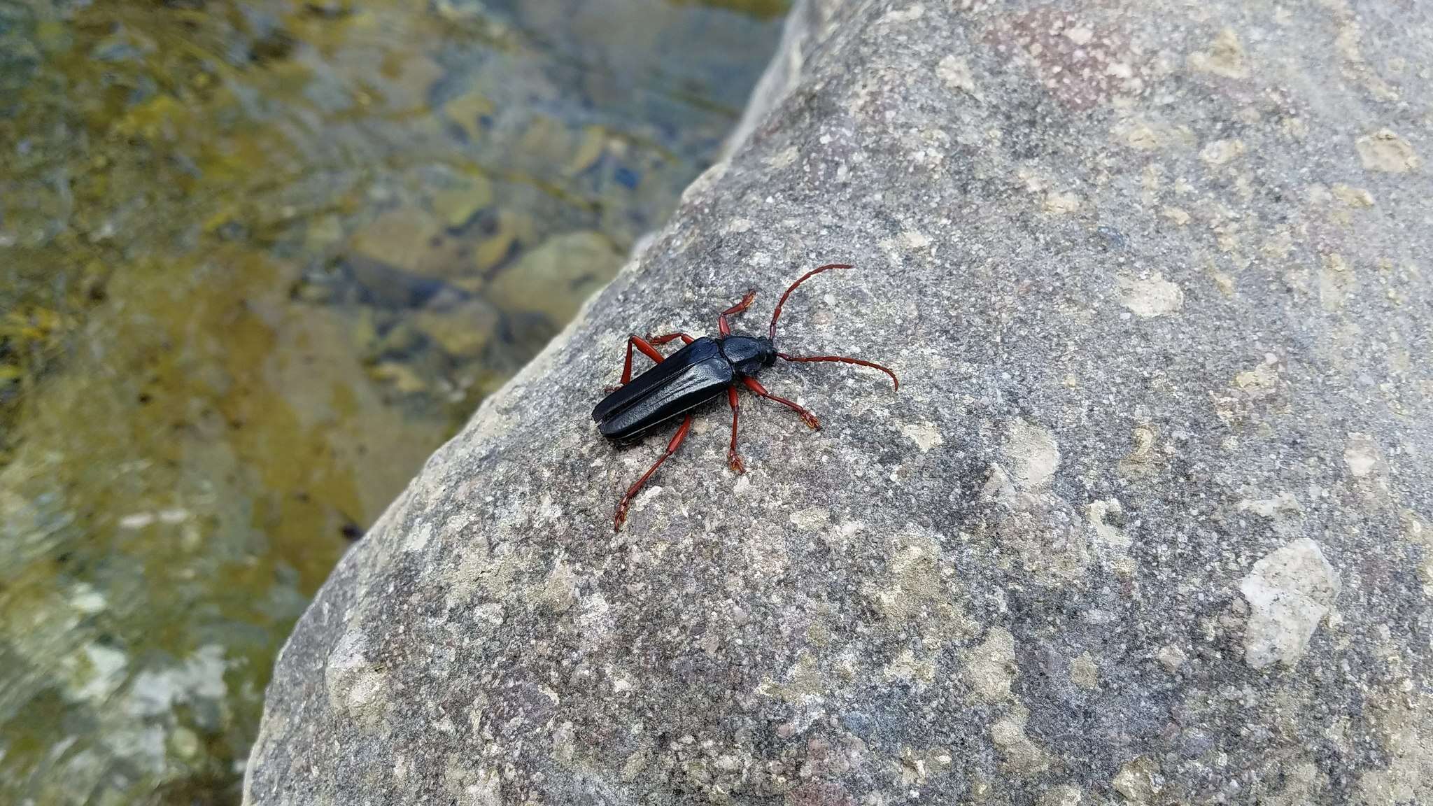 Image of Elateropsis lineatus (Linné 1758)