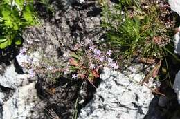 صورة Limonium scabrum var. scabrum