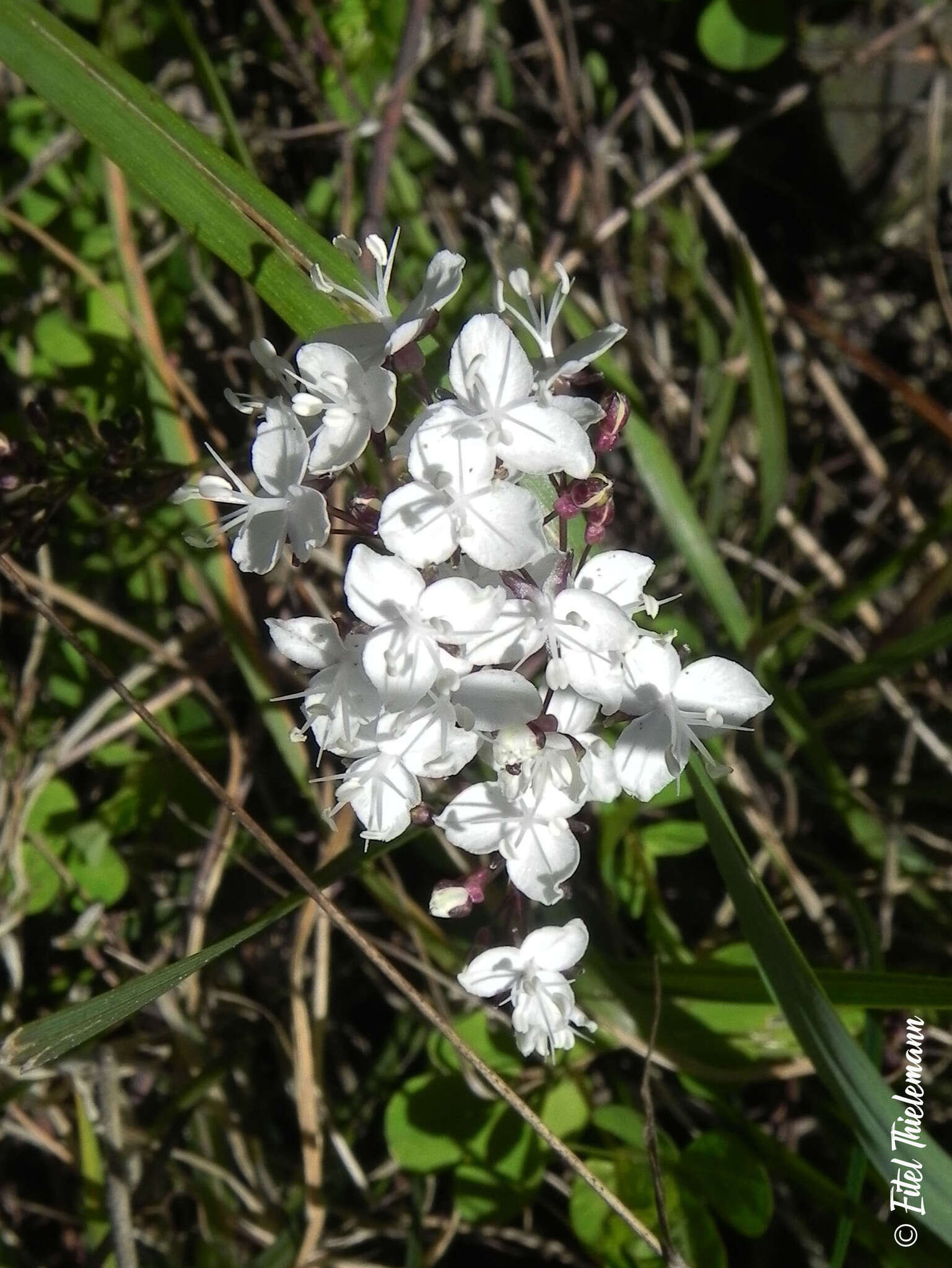 Image of Libertia tricocca Phil.