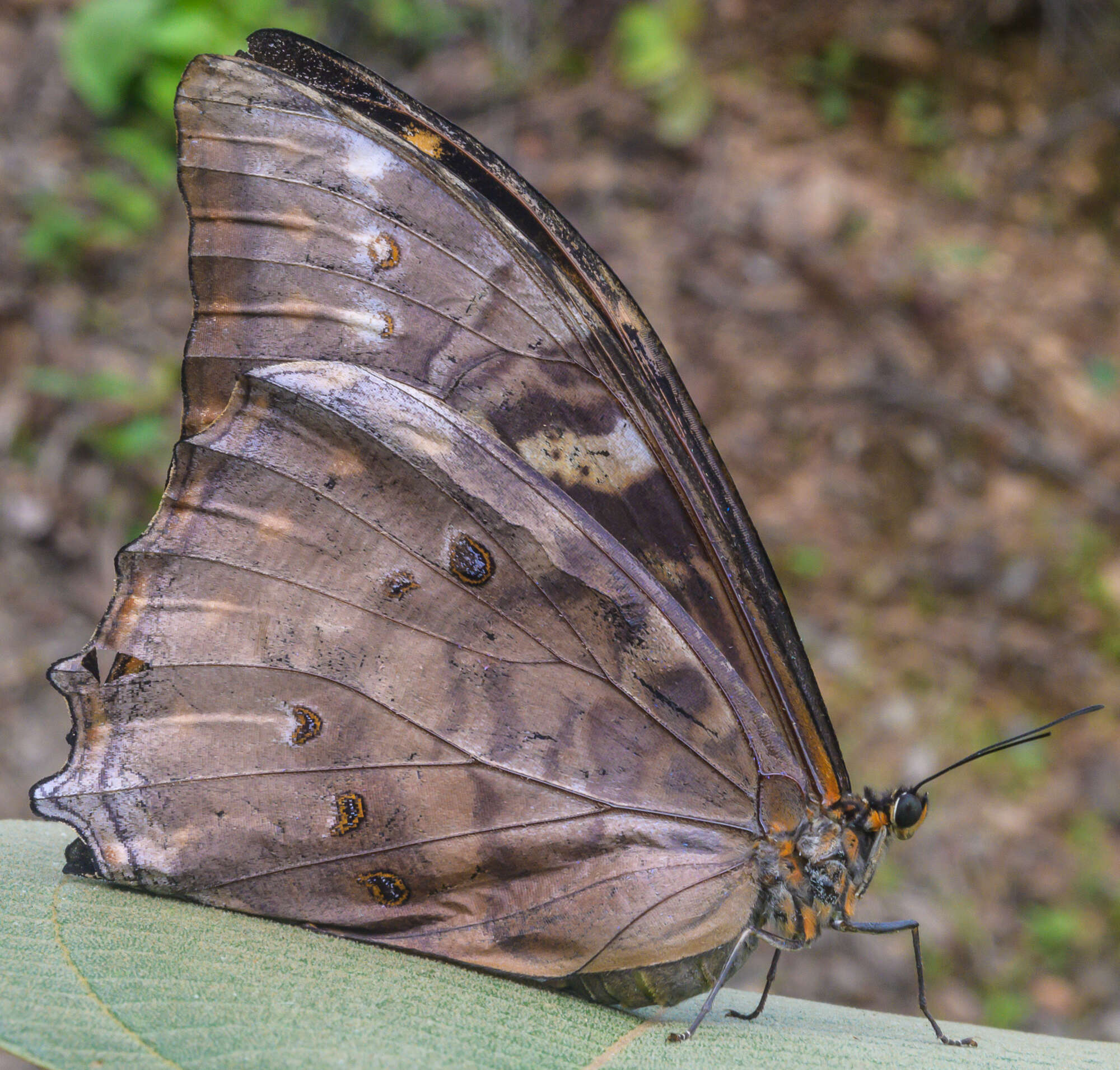 Sivun Morpho telemachus Linnaeus 1767 kuva