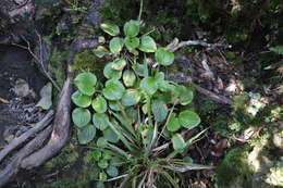 Imagem de Ourisia macrophylla Hook.