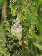 Image of Gray Treefrog