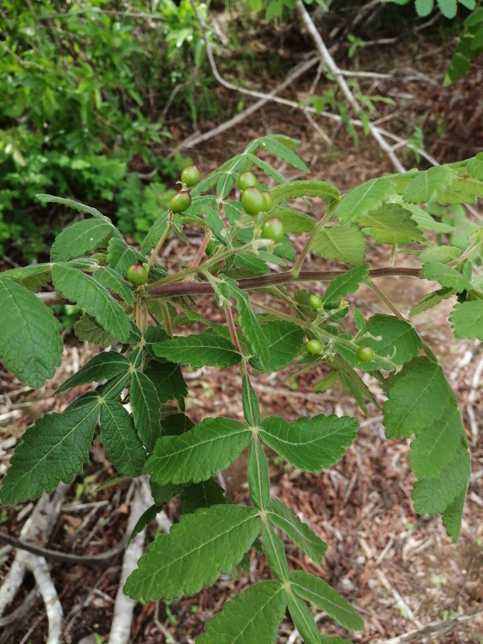 Image de Bursera tomentosa (Jacq.) Triana & Planch.