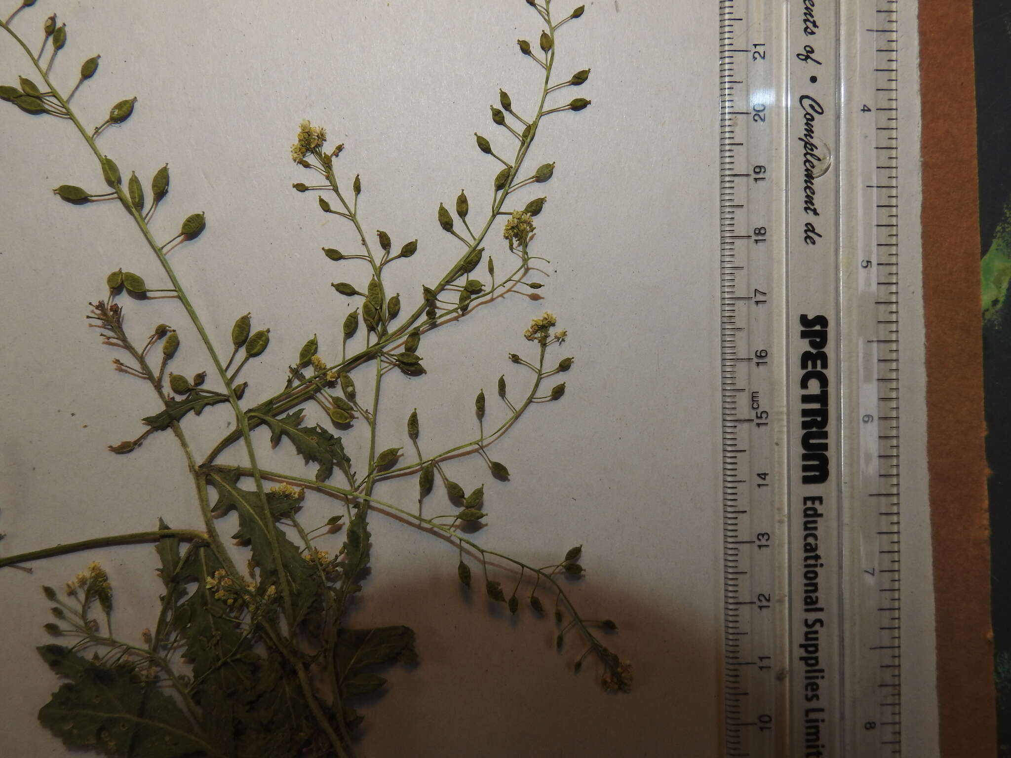 Rorippa palustris subsp. hispida (Desv.) Jonsell的圖片