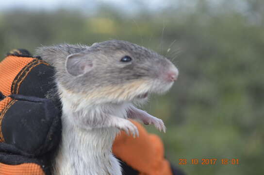 Image of Mexican spiny pocket mouse