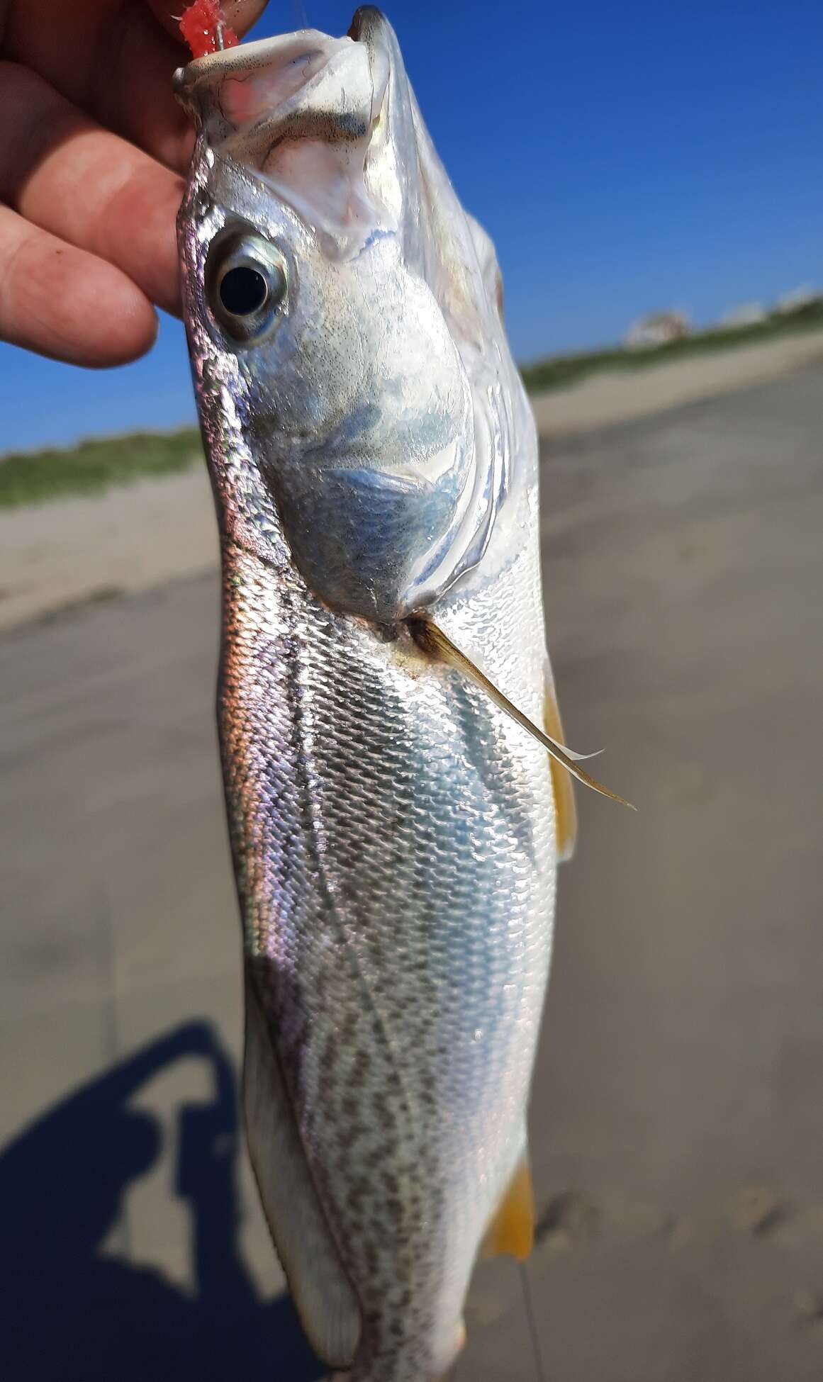 Image of Gray weakfish