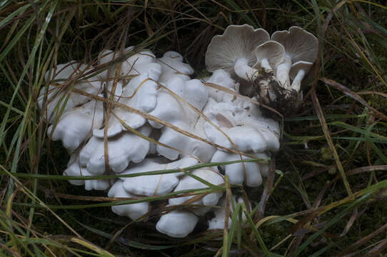 Plancia ëd Clitocybe phyllophila (Pers.) P. Kumm. 1871