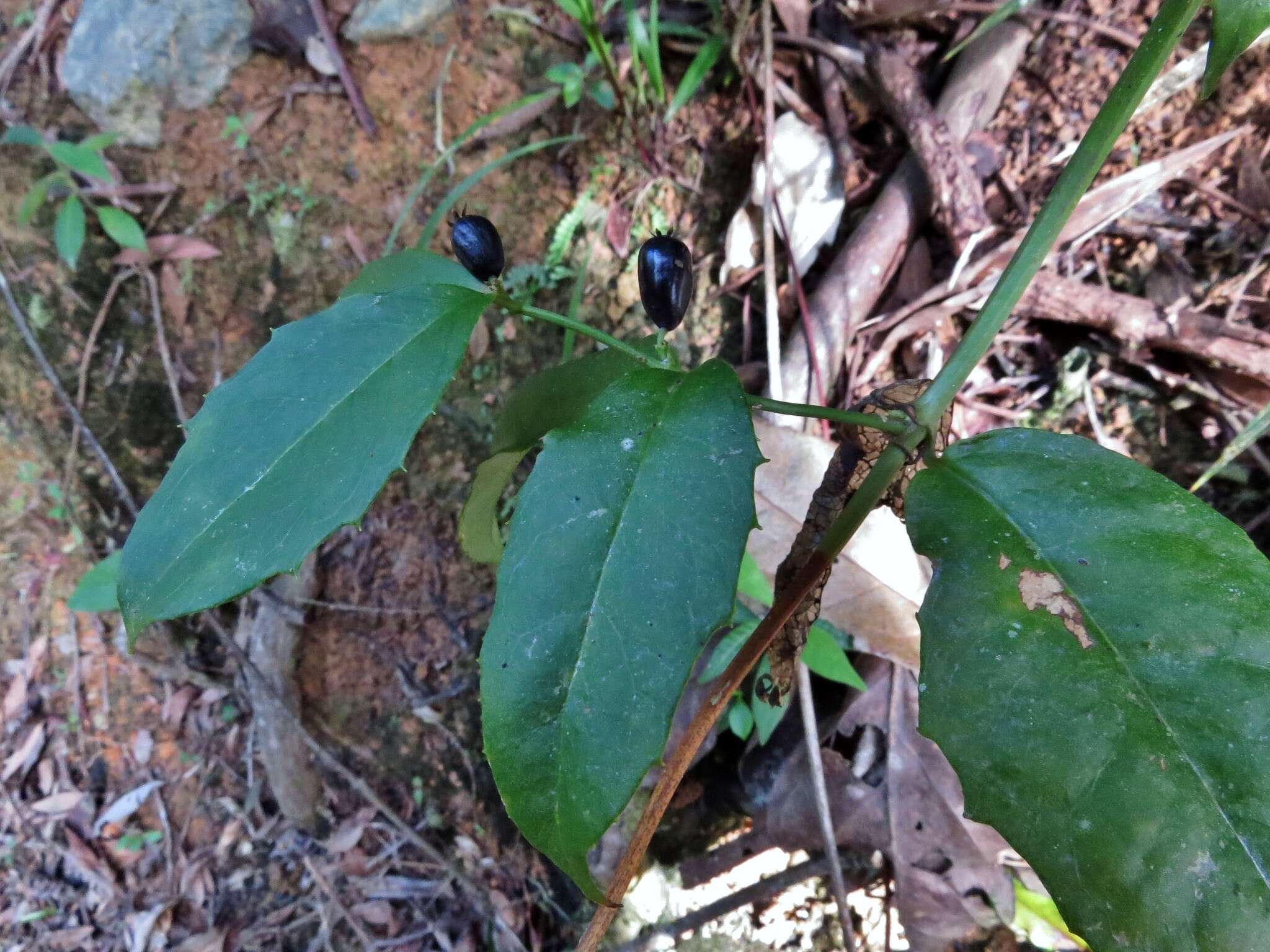 Image of Scaevola enantophylla F. Müll.