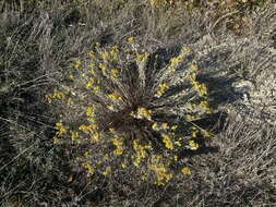 Plancia ëd Galatella villosa (L.) Rchb. fil.