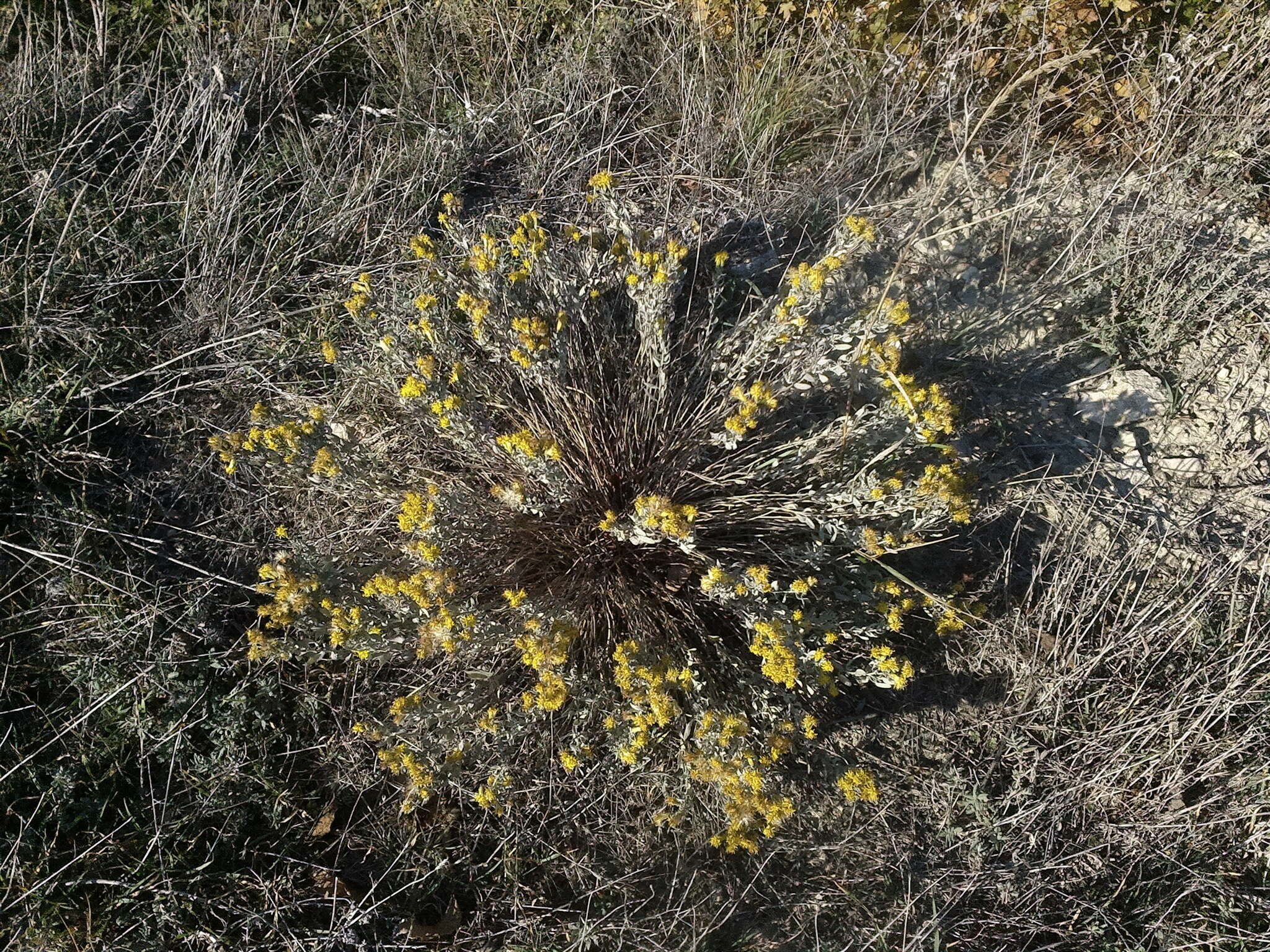 Image of Galatella villosa (L.) Rchb. fil.