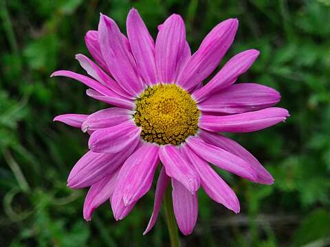 صورة Tanacetum coccineum (Willd.) Grierson