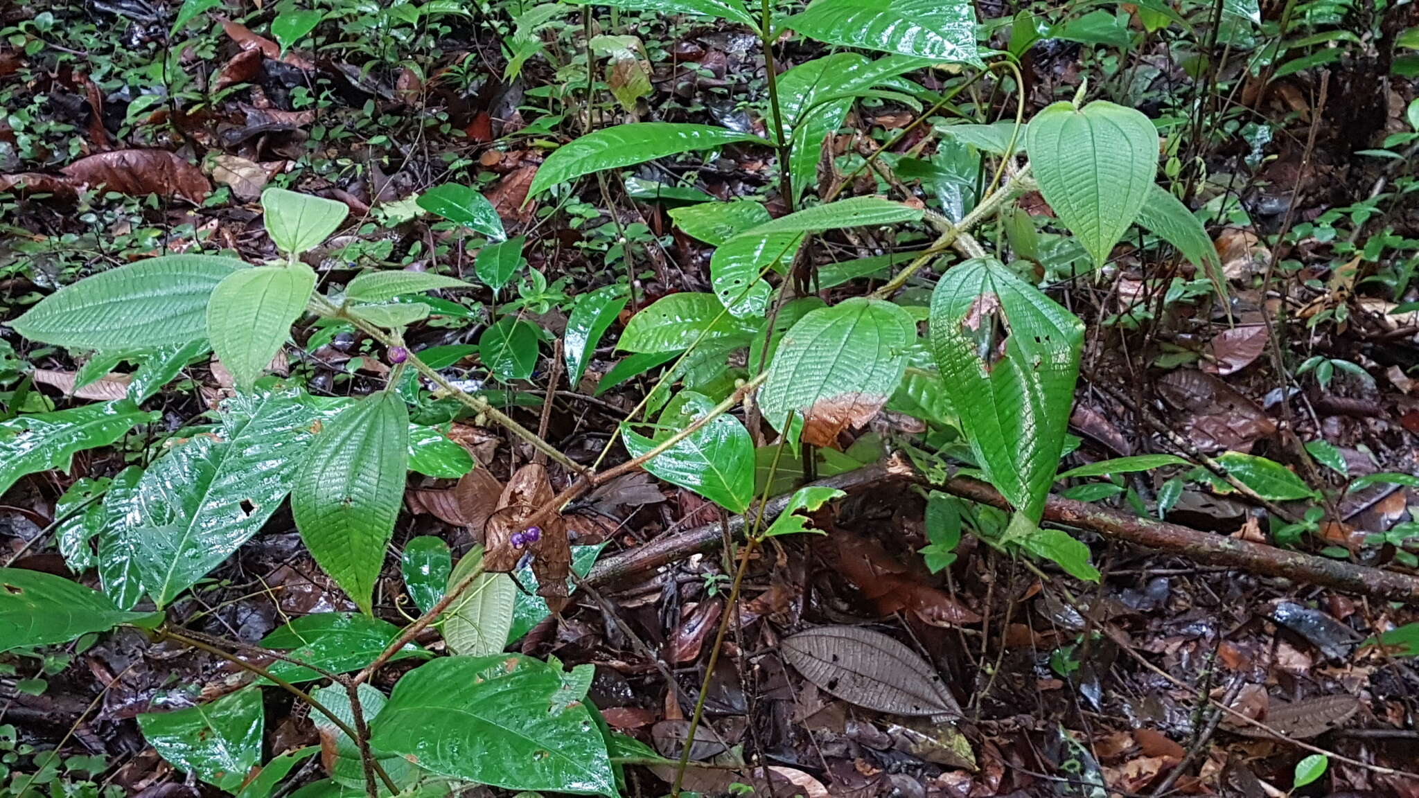 Image of Miconia aphanantha