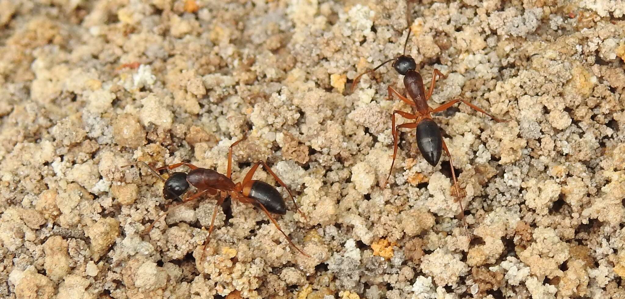 Plancia ëd Camponotus consobrinus (Erichson 1842)