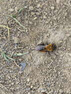 Image of Clark's Andrena