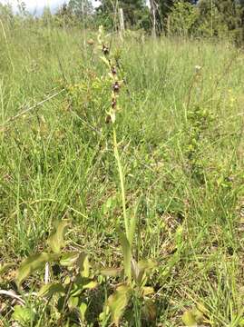 Слика од Ophrys insectifera L.