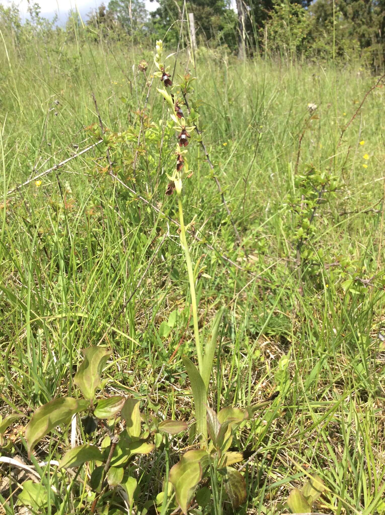 Image of Fly orchid