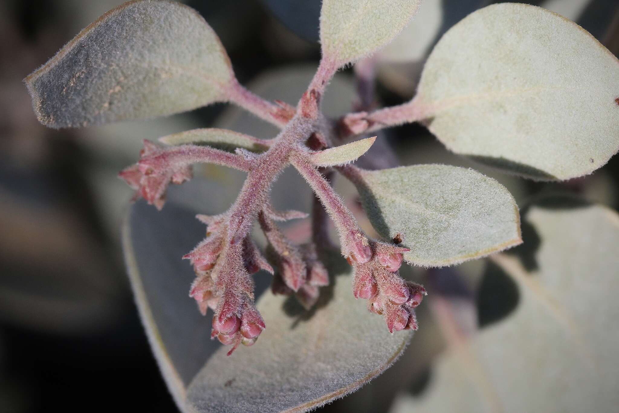 Image of Mallory's manzanita