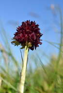 Image of Gymnadenia austriaca (Teppner & E. Klein) P. Delforge