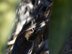 Image of Bluebelly Lizard