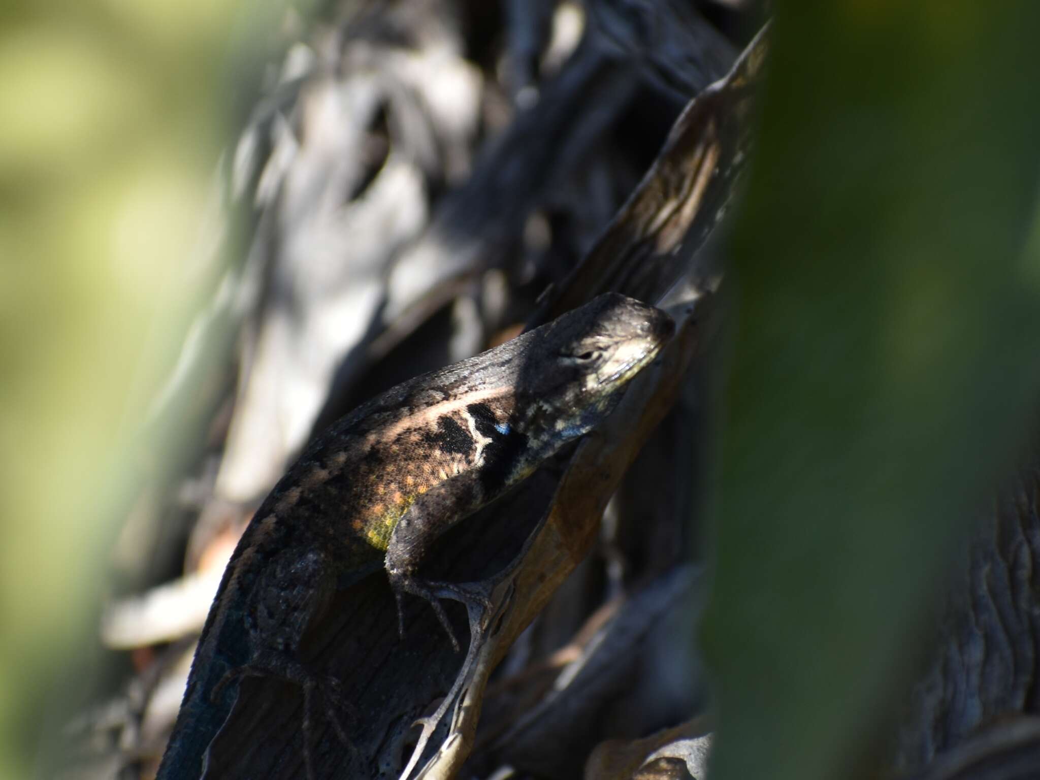 Image of Bluebelly Lizard