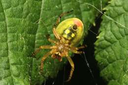 Image of Araniella alpica (L. Koch 1869)