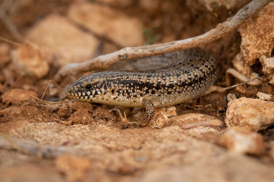 Image of Chalcides ocellatus tiligugu (Gmelin 1789)