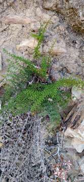 Image of Cheilanthes parviloba (Sw.) Sw.