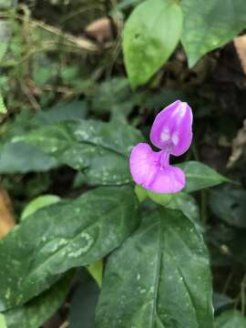 Image of Dicliptera tinctoria