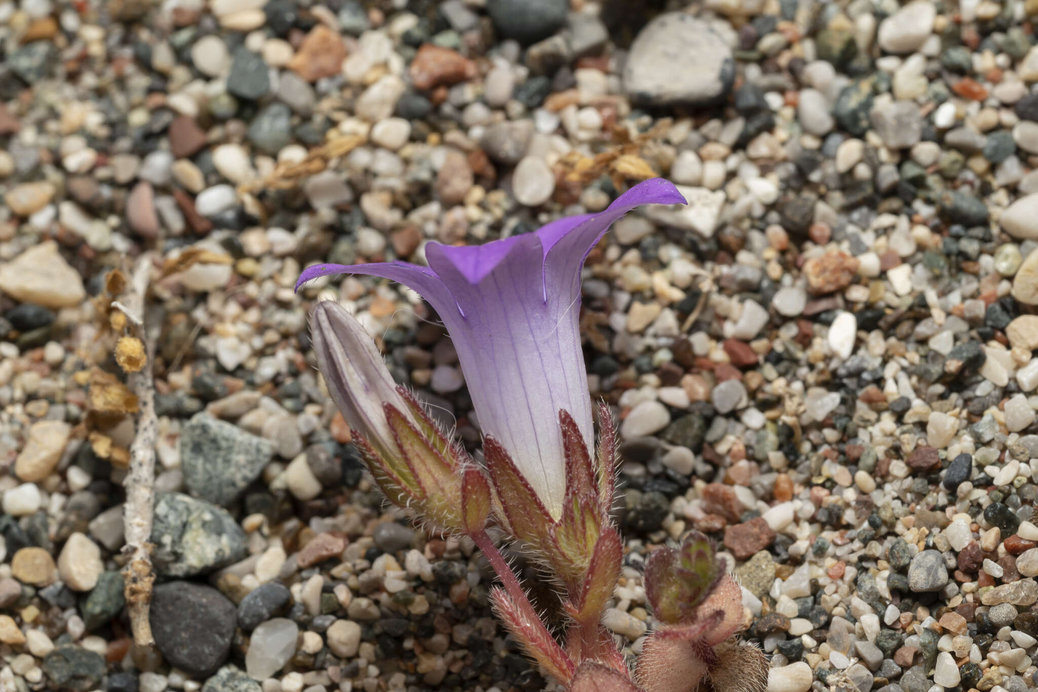 Imagem de Campanula rhodensis A. DC.