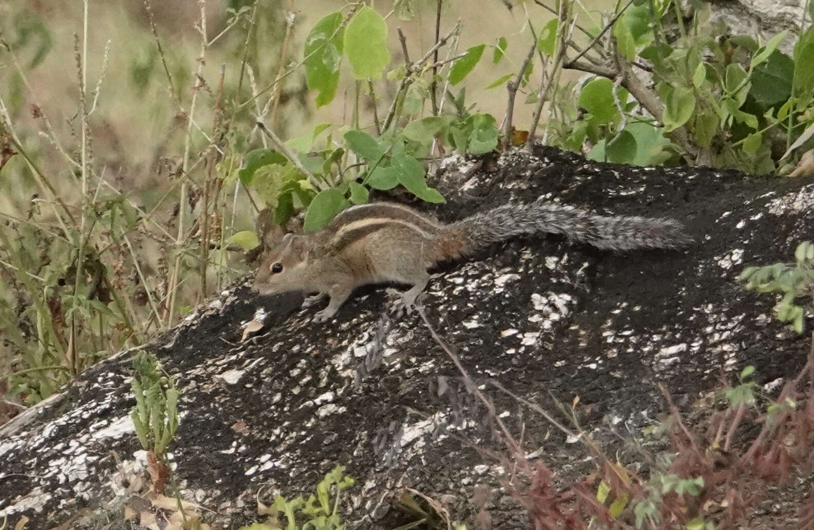 Image of Indian palm squirrel