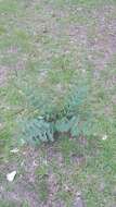 Image of pinewoods milkweed